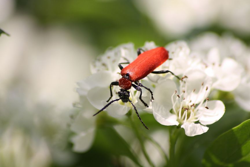 Pyrochroa coccinea (Pyrochroidae)